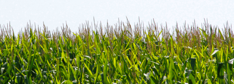 a field of corn