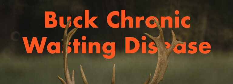 image of deer antlers with orange text, "buck chronic wasting disease"